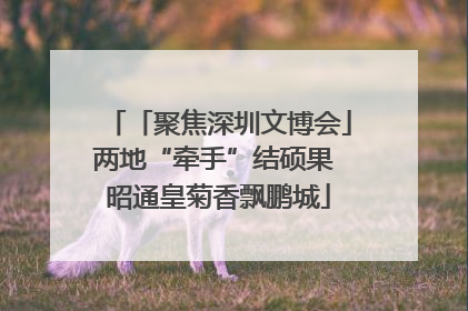 「聚焦深圳文博会」两地“牵手”结硕果 昭通皇菊香飘鹏城