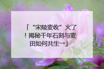 “宋陵麦收”火了！揭秘千年石刻与麦田如何共生→