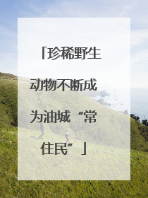 珍稀野生动物不断成为油城“常住民”