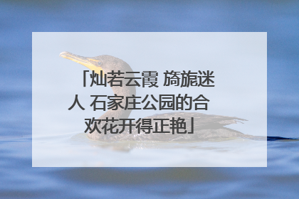灿若云霞 旖旎迷人 石家庄公园的合欢花开得正艳