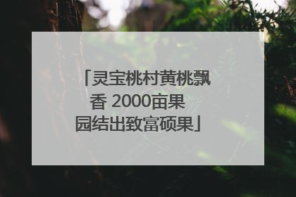 灵宝桃村黄桃飘香 2000亩果园结出致富硕果