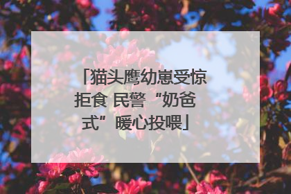 猫头鹰幼崽受惊拒食 民警“奶爸式”暖心投喂