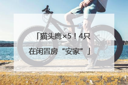 猫头鹰×5！4只在闲置房“安家”