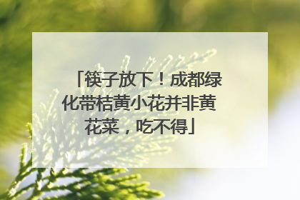 筷子放下！成都绿化带桔黄小花并非黄花菜，吃不得