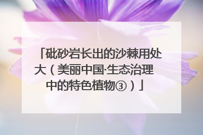 砒砂岩长出的沙棘用处大（美丽中国·生态治理中的特色植物③）