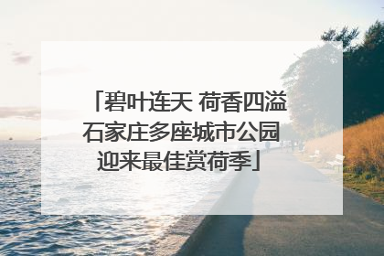 碧叶连天 荷香四溢 石家庄多座城市公园迎来最佳赏荷季