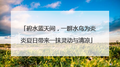 碧水蓝天间，一群水鸟为炎炎夏日带来一抹灵动与清凉