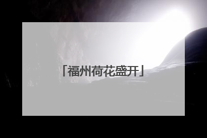 福州荷花盛开