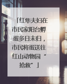 红隼夫妇在市民家阳台孵蛋多日未归，市民将蛋送往红山动物园“抢救”