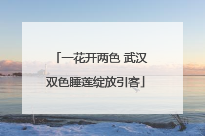 一花开两色 武汉双色睡莲绽放引客