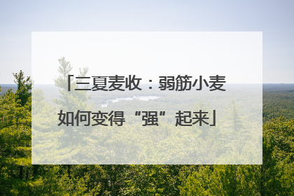 三夏麦收：弱筋小麦如何变得“强”起来