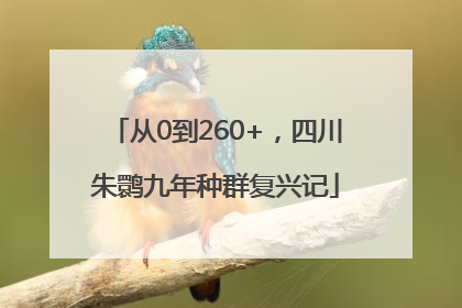 从0到260+，四川朱鹮九年种群复兴记