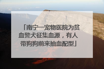 南宁一宠物医院为贫血警犬征集血源，有人带狗狗前来抽血配型