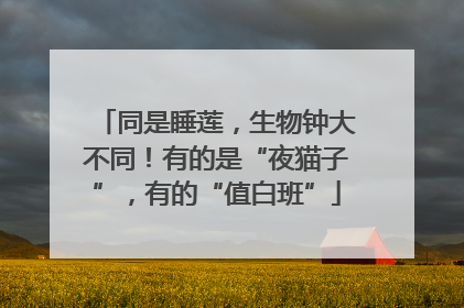 同是睡莲，生物钟大不同！有的是“夜猫子”，有的“值白班”