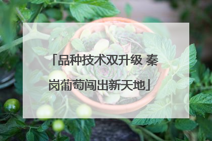 品种技术双升级 秦岗葡萄闯出新天地