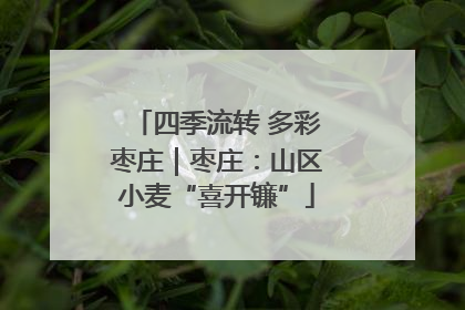 四季流转 多彩枣庄｜枣庄：山区小麦“喜开镰”