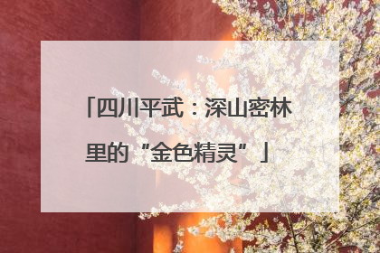四川平武：深山密林里的“金色精灵”