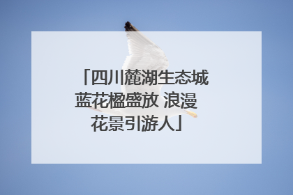 四川麓湖生态城蓝花楹盛放 浪漫花景引游人