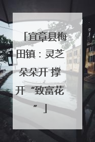 宜章县梅田镇：灵芝朵朵开 撑开“致富花”