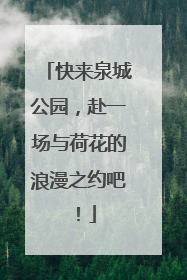 快来泉城公园，赴一场与荷花的浪漫之约吧！