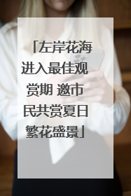 左岸花海进入最佳观赏期 邀市民共赏夏日繁花盛景
