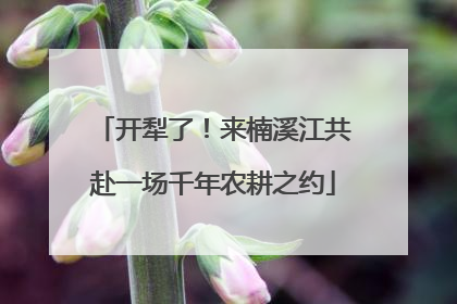 开犁了！来楠溪江共赴一场千年农耕之约