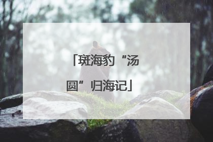 斑海豹“汤圆”归海记