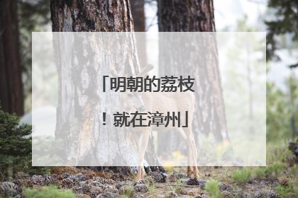 明朝的荔枝！就在漳州