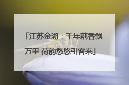 江苏金湖：千年藕香飘万里 荷韵悠悠引客来