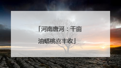 河南唐河：千亩油蟠桃喜丰收