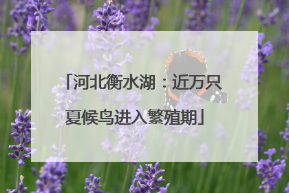 河北衡水湖：近万只夏候鸟进入繁殖期