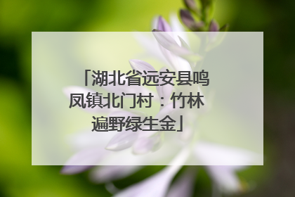 湖北省远安县鸣凤镇北门村：竹林遍野绿生金