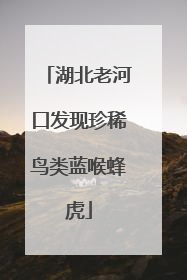 湖北老河口发现珍稀鸟类蓝喉蜂虎