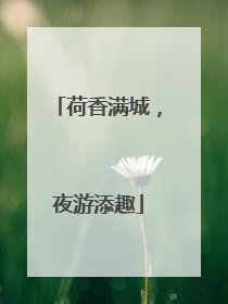 荷香满城，夜游添趣