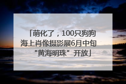 萌化了，100只狗狗海上肖像摄影展6月中旬“黄海明珠”开放
