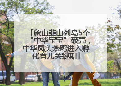 象山韭山列岛5个“中华宝宝”破壳，中华凤头燕鸥进入孵化育儿关键期