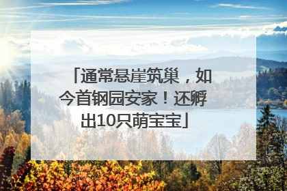 通常悬崖筑巢，如今首钢园安家！还孵出10只萌宝宝
