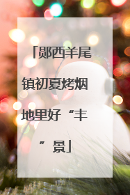 郧西羊尾镇初夏烤烟地里好“丰”景