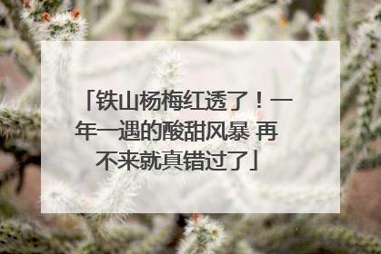 铁山杨梅红透了！一年一遇的酸甜风暴 再不来就真错过了