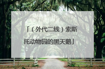 （外代二线）索斯托动物园的黑天鹅